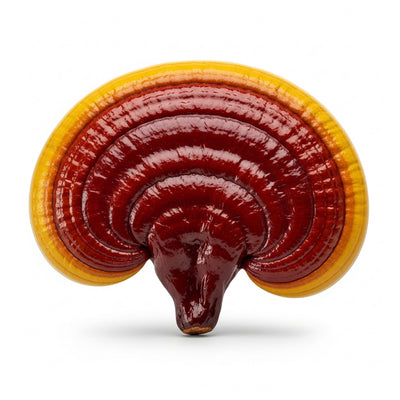Reishi